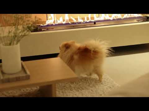 Smart Fire A7 sfeervideo - Wild Flame
